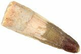 Fossil Spinosaurus Tooth - Real Dinosaur Tooth #312920-1